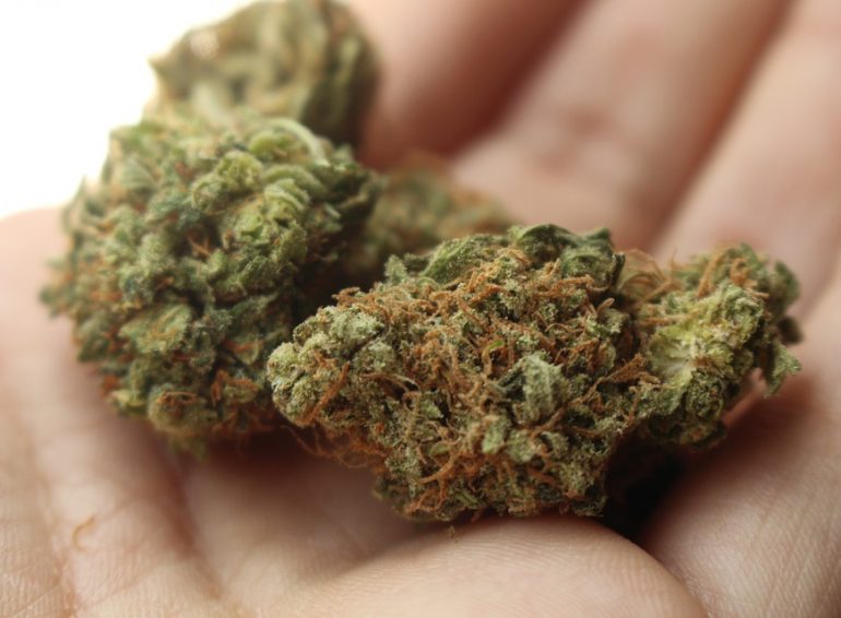 cannabis légalisation