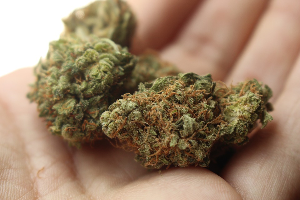 cannabis légalisation