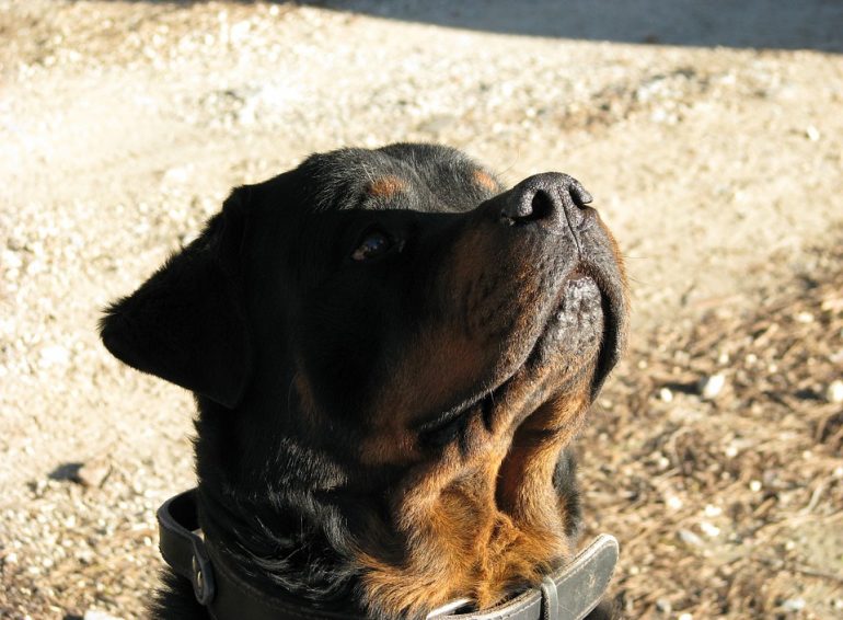 Dressage chien